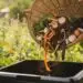 Turn Your Scraps into Soil Gold: The Ultimate Guide to Making Compost at Home