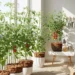 How to Grow Tomatoes in Pots Without Soil (Step-by-Step Guide)