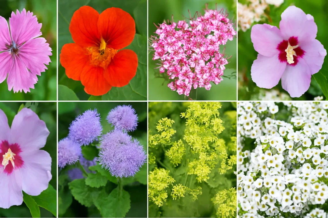 7 New & Improved Cultivars Of Old-Fashioned Plants