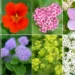 7 New & Improved Cultivars Of Old-Fashioned Plants