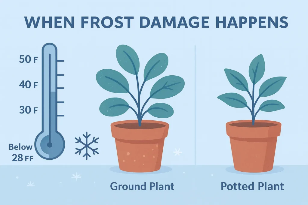 Infographic explaining when frost damage happens and early signs of stress to Protect Potted Plants From Frost